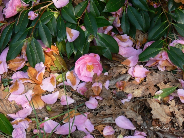 Bois des Moutiers (102) mars 2012